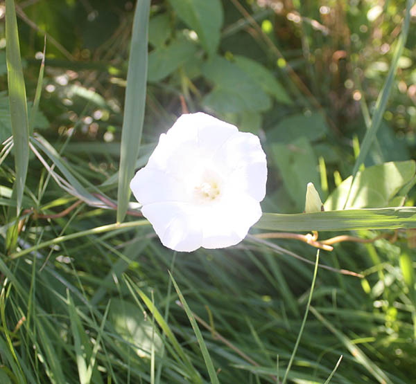 Picture of a flower in Westduin Park Vlissingen as illustration for the Aquana crystal essences website