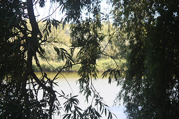Picture of the dunes near Vlissingen seen through willow branches as illustration for the Aquana crystal essences website