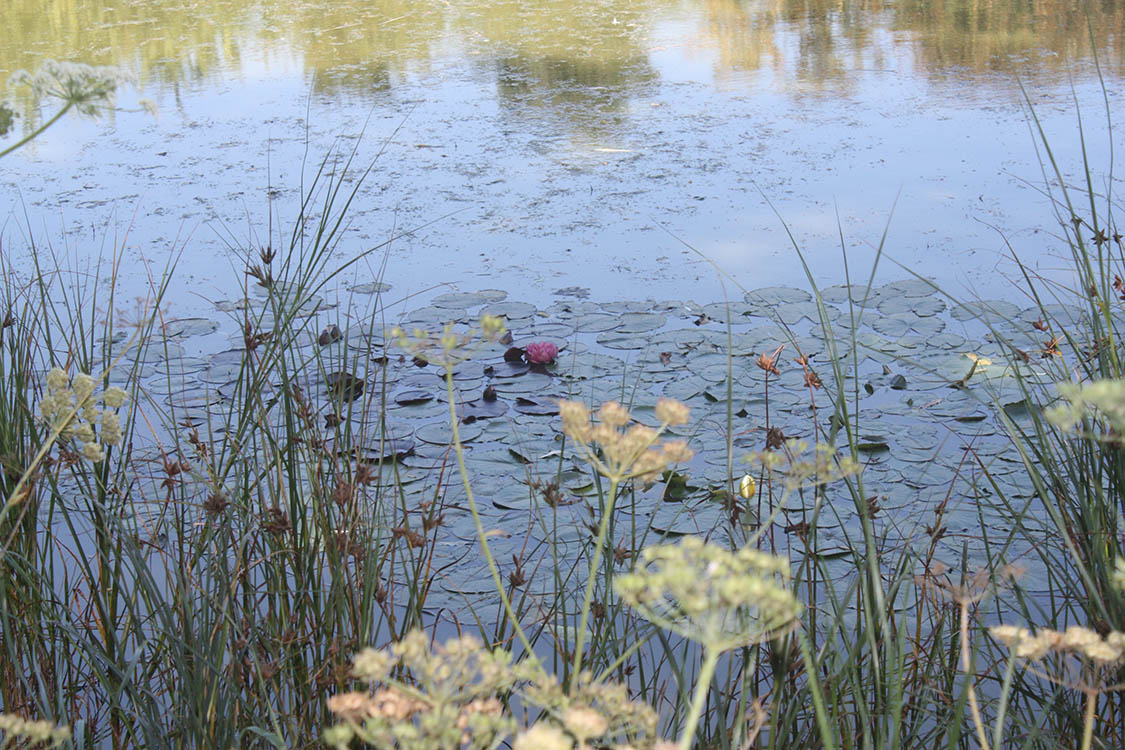 Picture of water lillies in Westduin Park Vlissingen as illustration for the Aquana crystal essences website