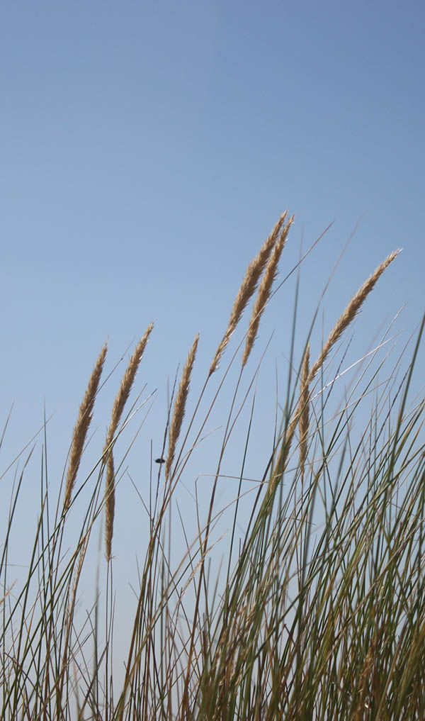 Picture of the dunes near Vlissingen as illustration for the Aquana crystal essences website