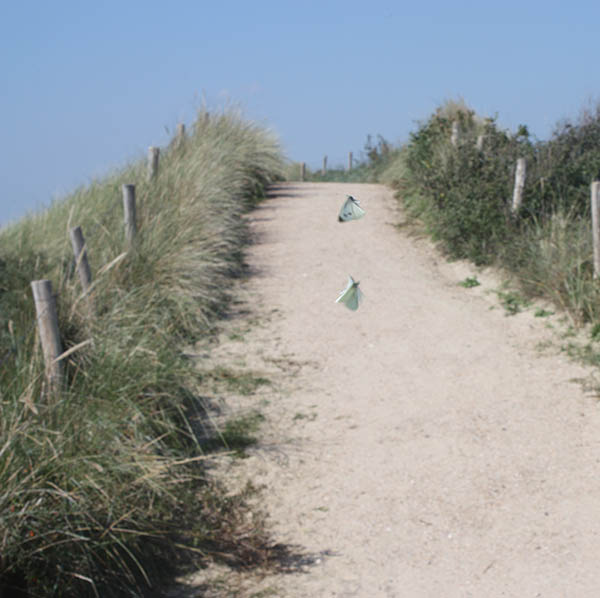 Picture of butterflies on a path across the dunes near Vlissingen as illustration for the Aquana crystal essences website - Divine Feminine Energy